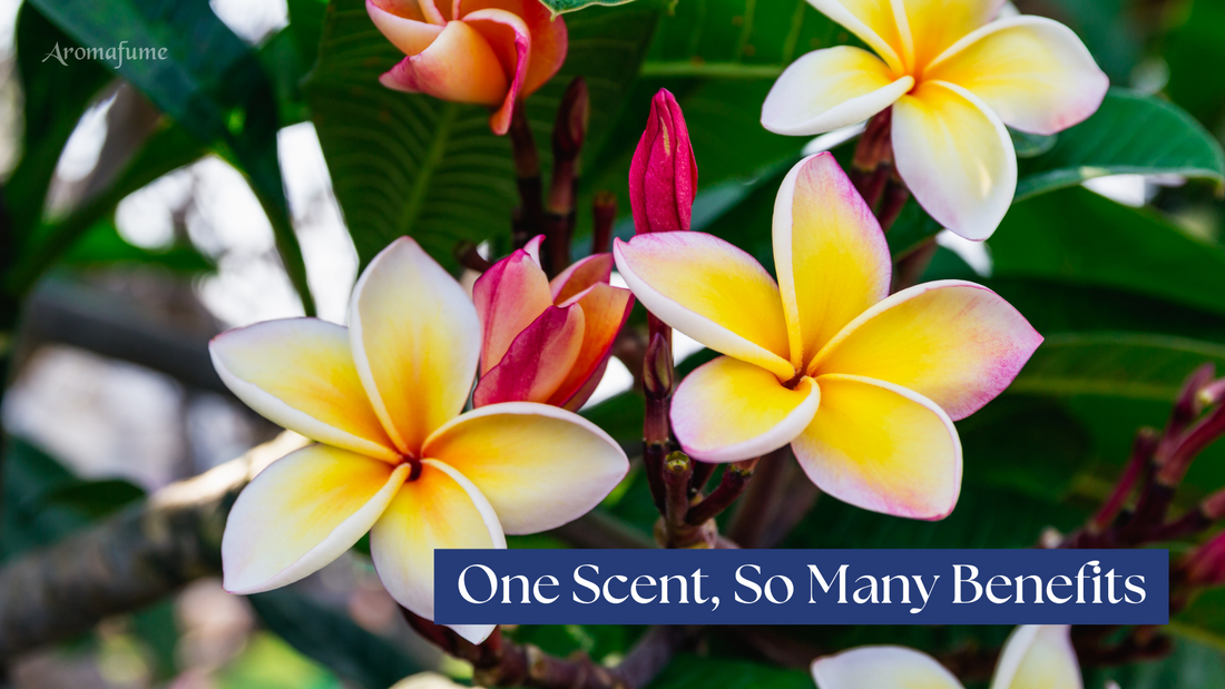 Why Nag Champa is a Must-Have for Every Home: Rituals & Everyday Use