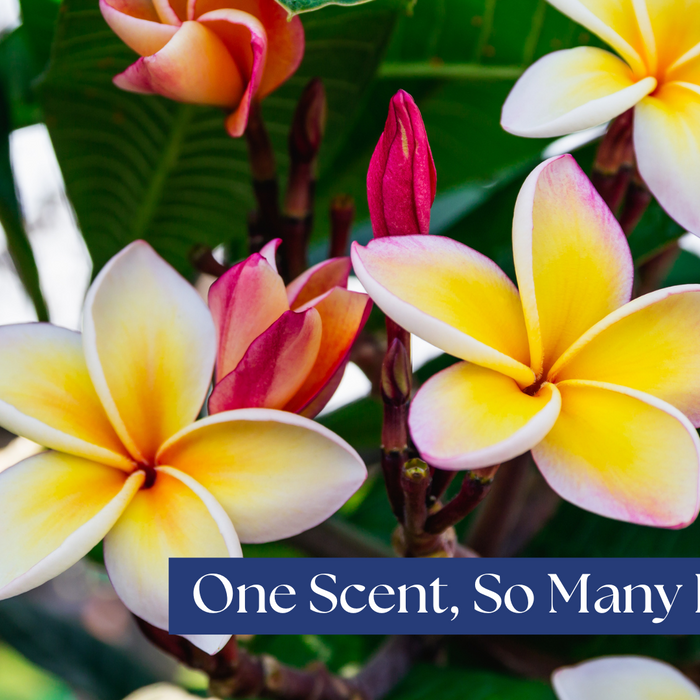 Why Nag Champa is a Must-Have for Every Home: Rituals & Everyday Use