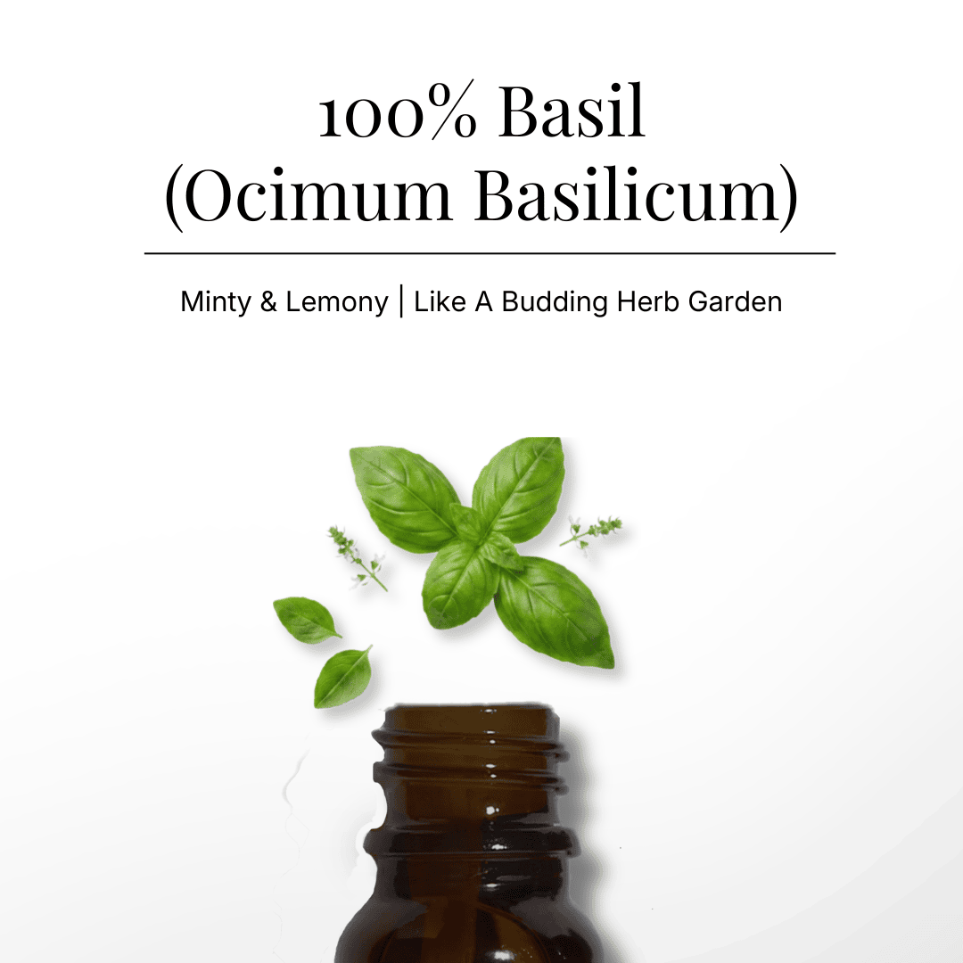 Basil Pure Essential Oil