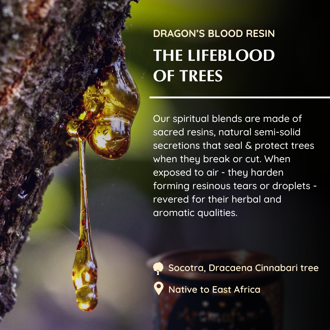 Origin of Dragon's Blood Resin - Socotra, Native to East Africa