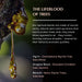 Resin origins: Frankincense (Boswellia), Three Kings (Boswellia, Commiphora), Copal (Protium)