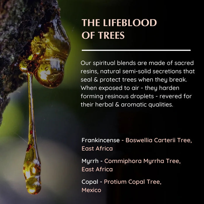 Resin origins: Frankincense (Boswellia), Myrrh (Commiphora), Copal (Protium) – ancient tree resins