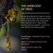 Resin origins: Frankincense (Boswellia), Myrrh (Commiphora), Copal (Protium) – ancient tree resins